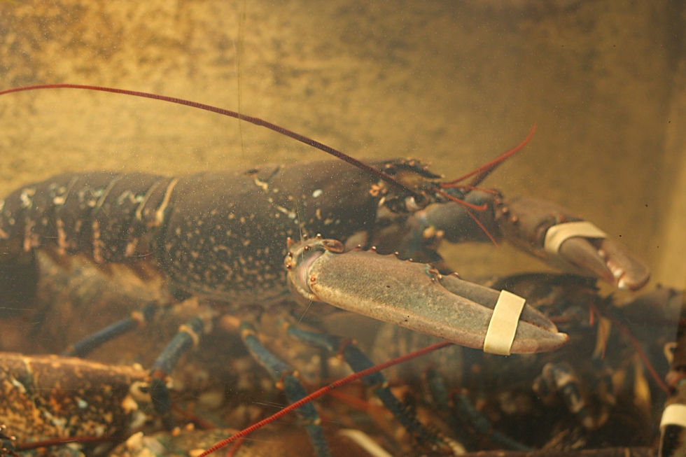 Photo d'un homard bleu